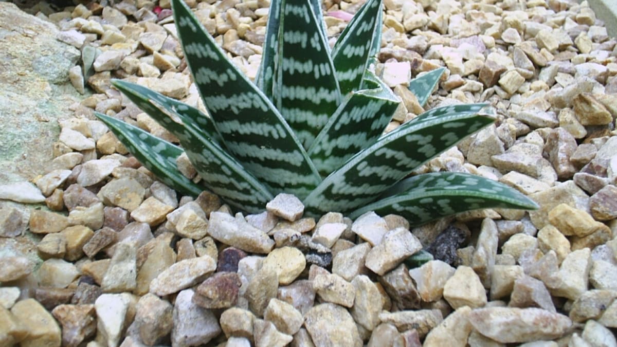 Nenáročné pokojovky - Obrázek 1 - Sokolí pero (Aloe variegata)