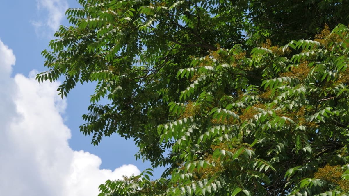 Pajasan žláznatý/Ailanthus altissima (Mill.) Swingle