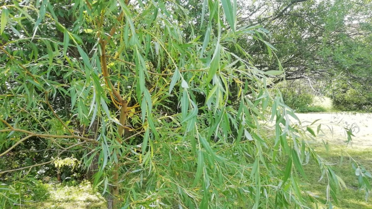 Vrba košíkářská (Salix viminalis)