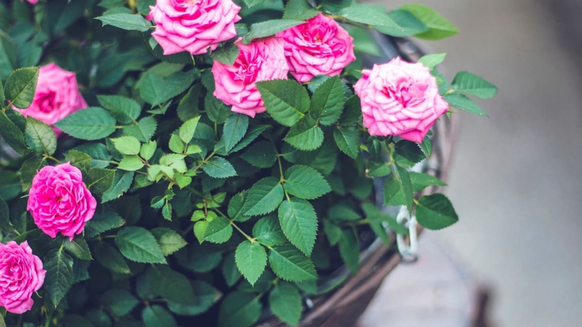 Na jaře vyžadují i růže na balkoně správný sestřih 