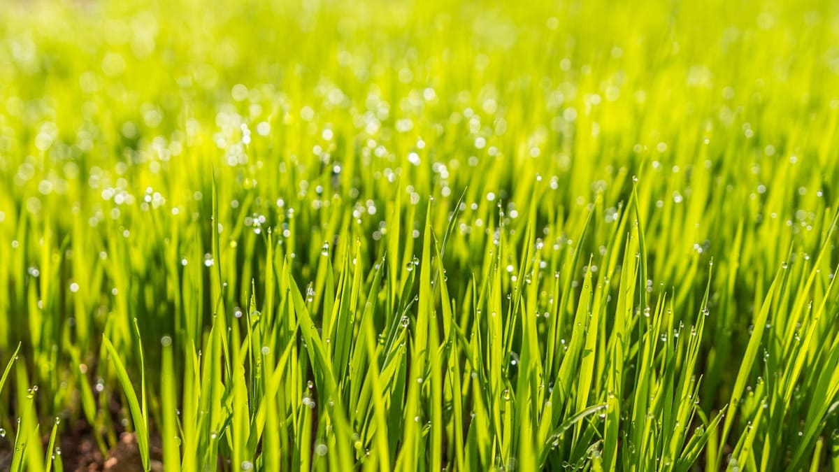 Vyžadujete na své zahradě dokonalý travní koberec?