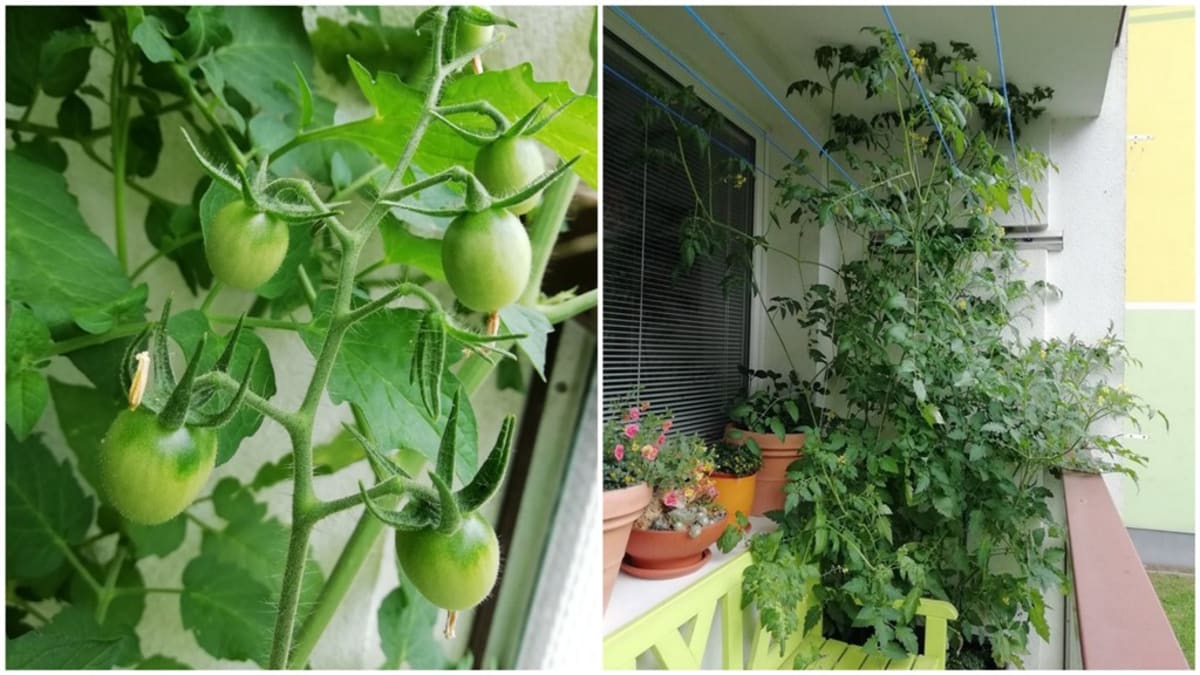 Pěstujeme rajčata na balkoně: Divoká rajčata dokáží překvapit množstvím plodů 7