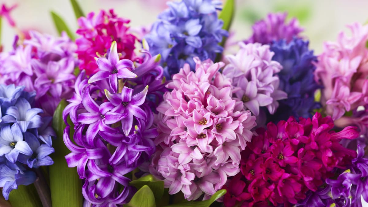 Vyrobte si s námi rychlý dárek z hyacintu