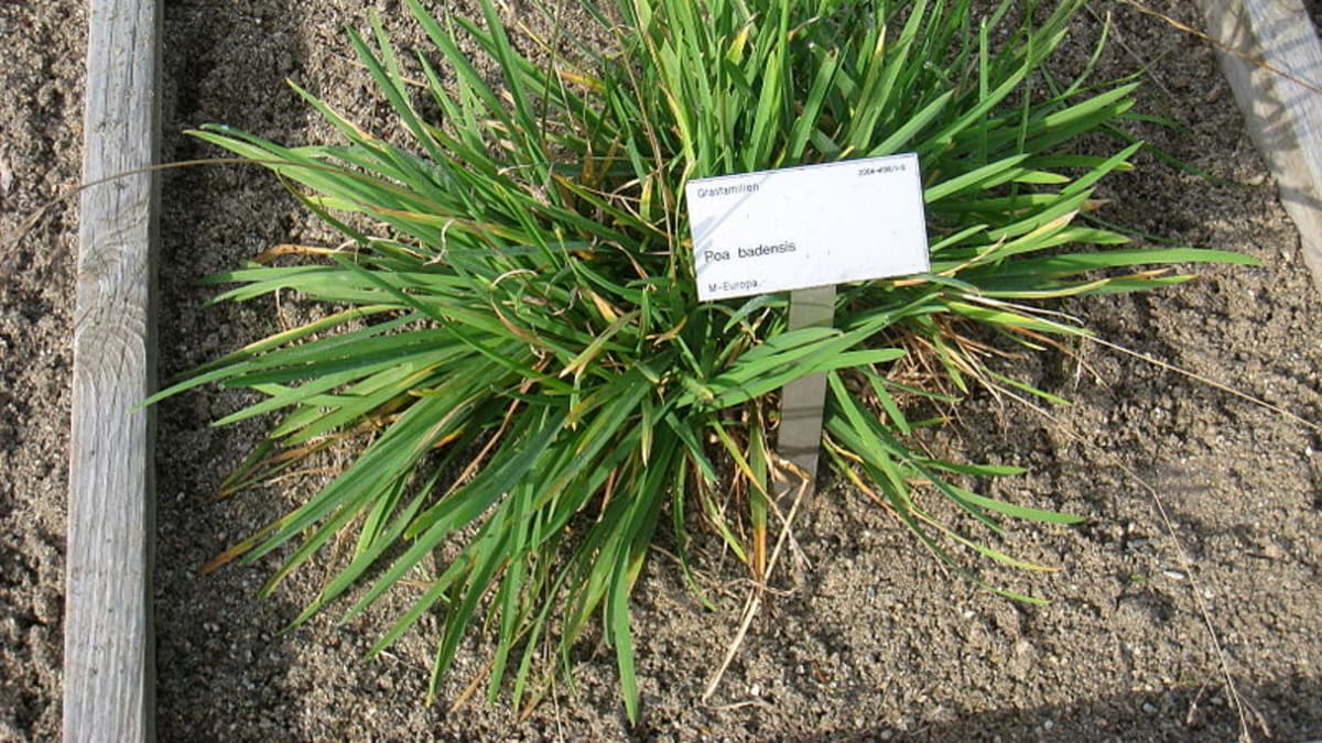 Okrasné traviny pro skalky - Obrázek 4 - Lipnice bádenská (Poa badensis)