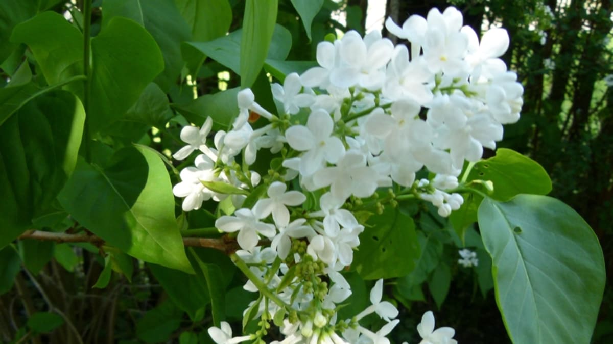 Vysaďte na zahradu bíle kvetoucí keře 4