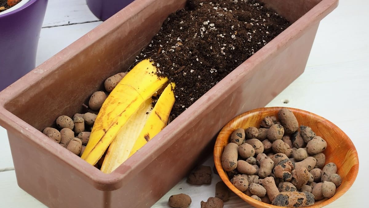 Banánové slupky nasekáme na kousky a přidáme je ke kořenům rostlin při vysazování sazenic na záhon nebo do nádob a při každém přesazování pokojovek.