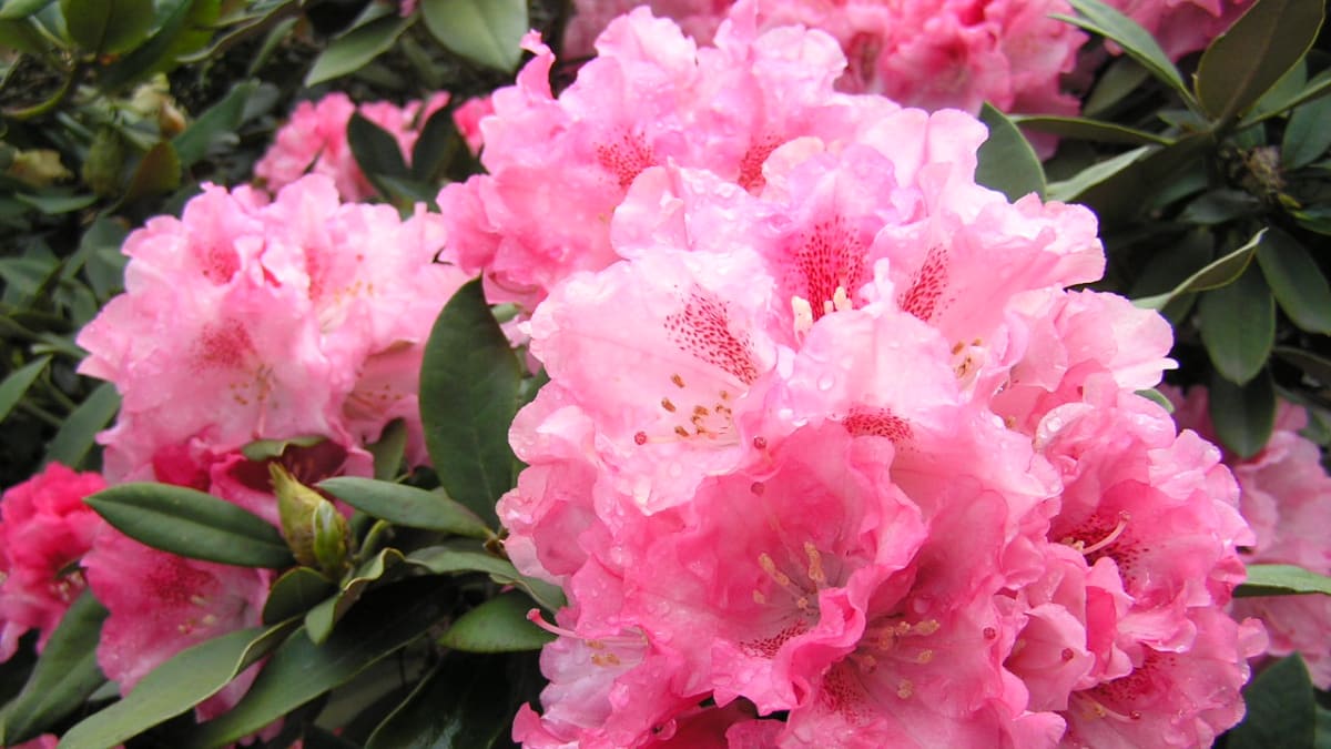 Rododendrony po odkvětu pohnojíme nejpozději do konce června s ohledem na vyzrávání letorostů.