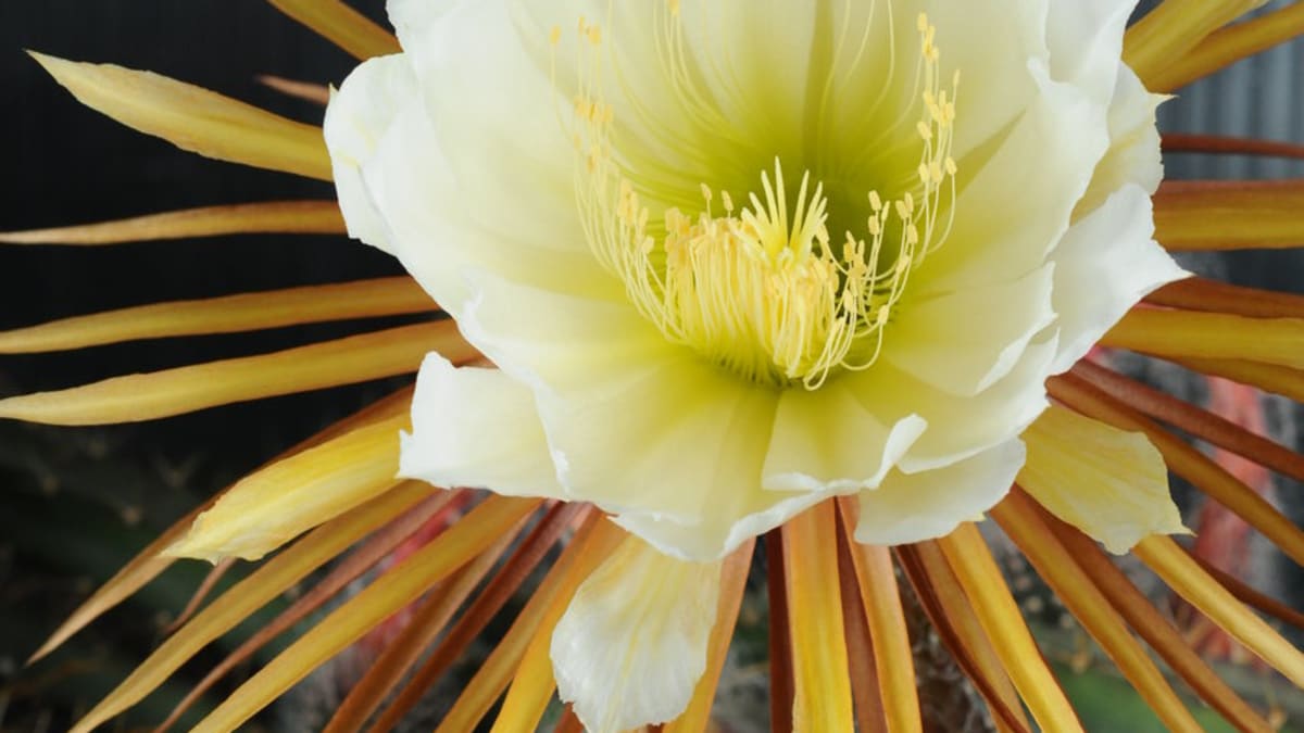 Nenáročné kaktusy  - Obrázek 11 - Selenicereus grandiflorus