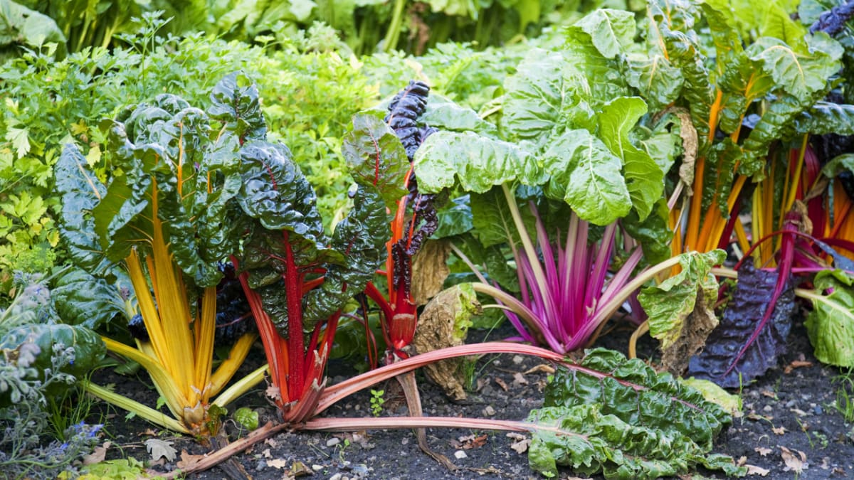 Dejte se do pěstování netradiční zeleniny 8