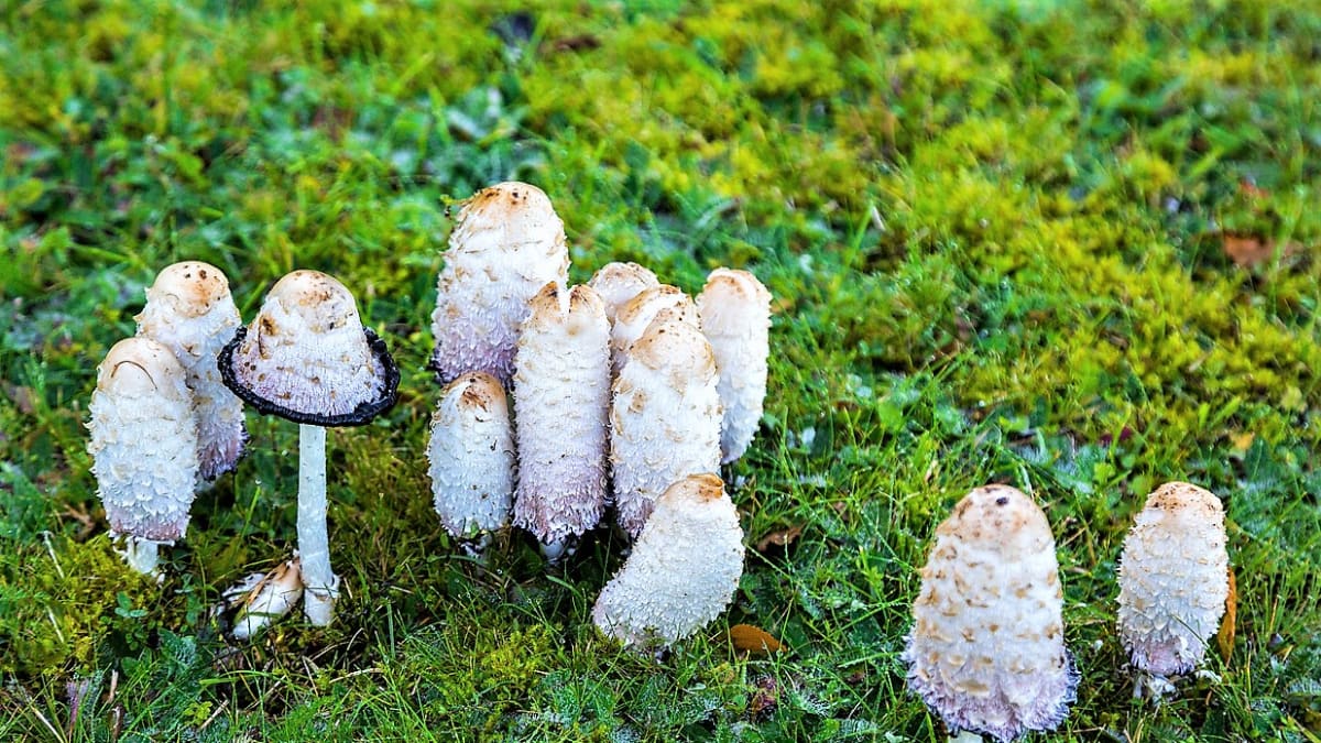 Hnojník obecný patří ke stále oblíbenějším léčivým houbám, protože prospívá zdraví celkově, včetně psychické pohody
