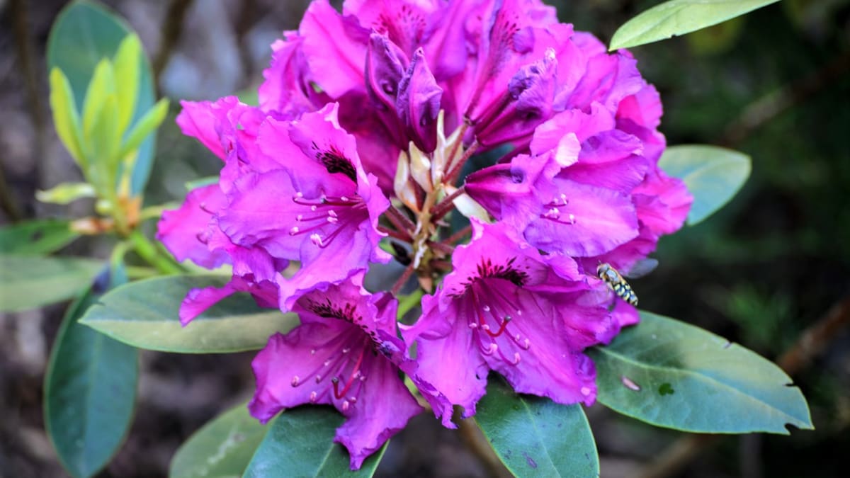  Rododendrony, česky pěnišníky patří k nejatraktivnějším keřům našich zahrad, které především na jaře poutají pozornost.