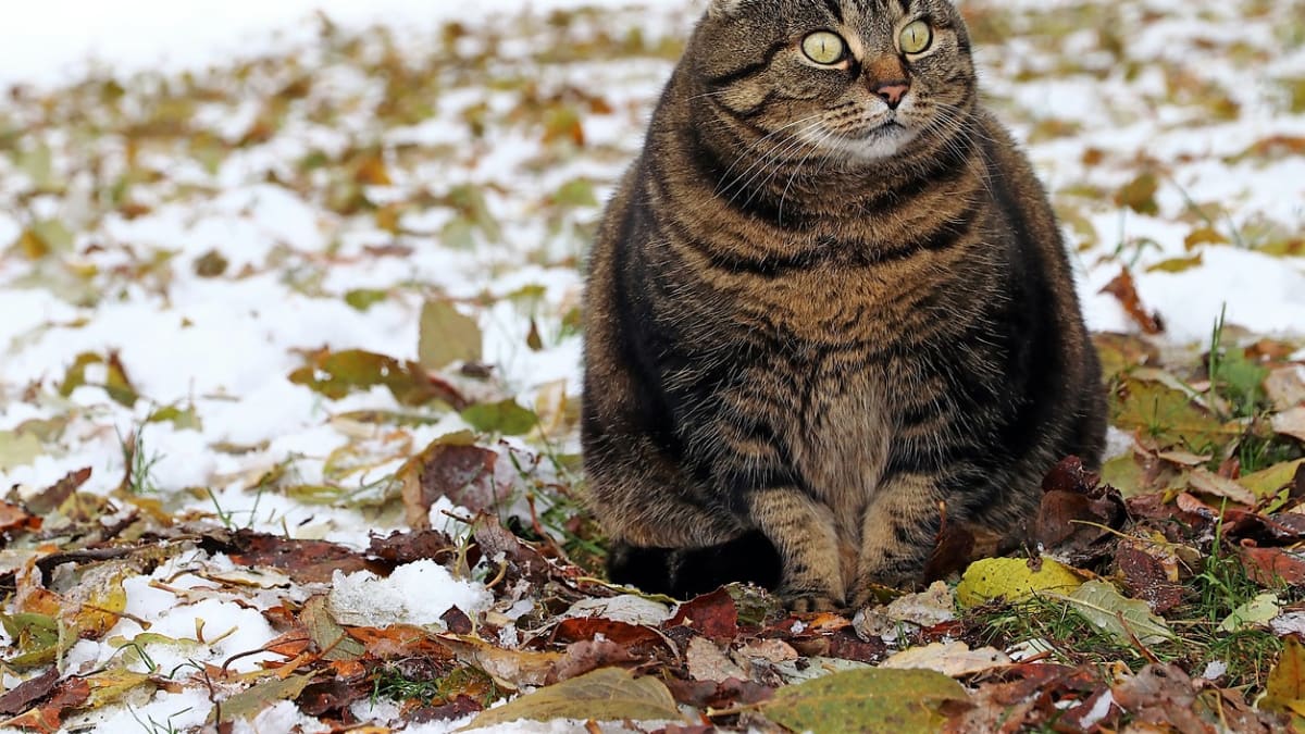 Obézní kočky mají sklon ke vzniku cukrovky, jaterních obtíží, problémy s močovými cestami či pohybovým aparátem