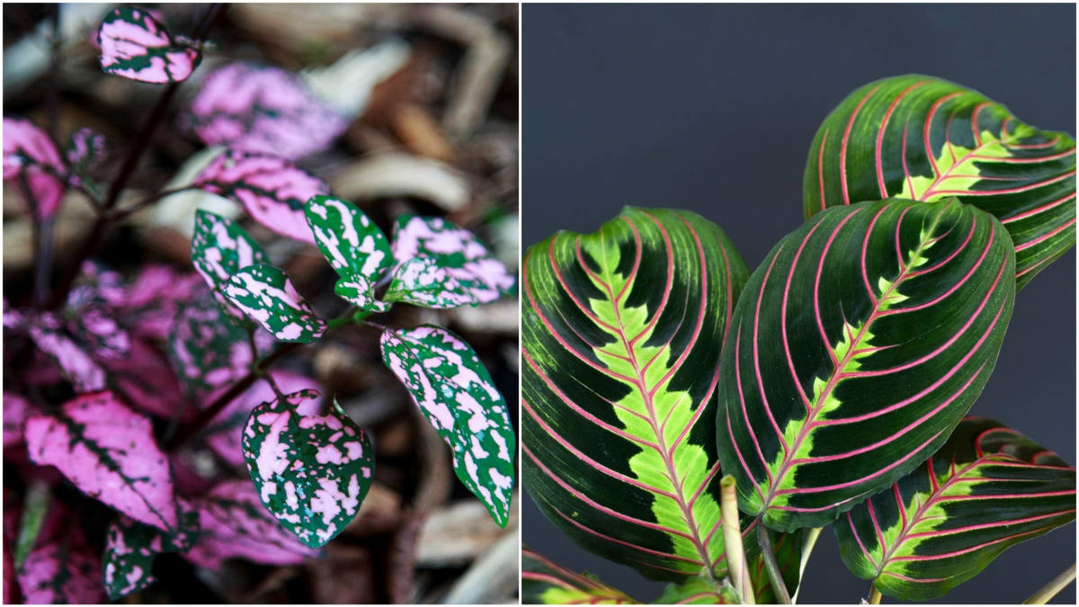 Listy pokojovek dokážou svou barevností zastínit i jejich květy: Maranta a hypoestes 1