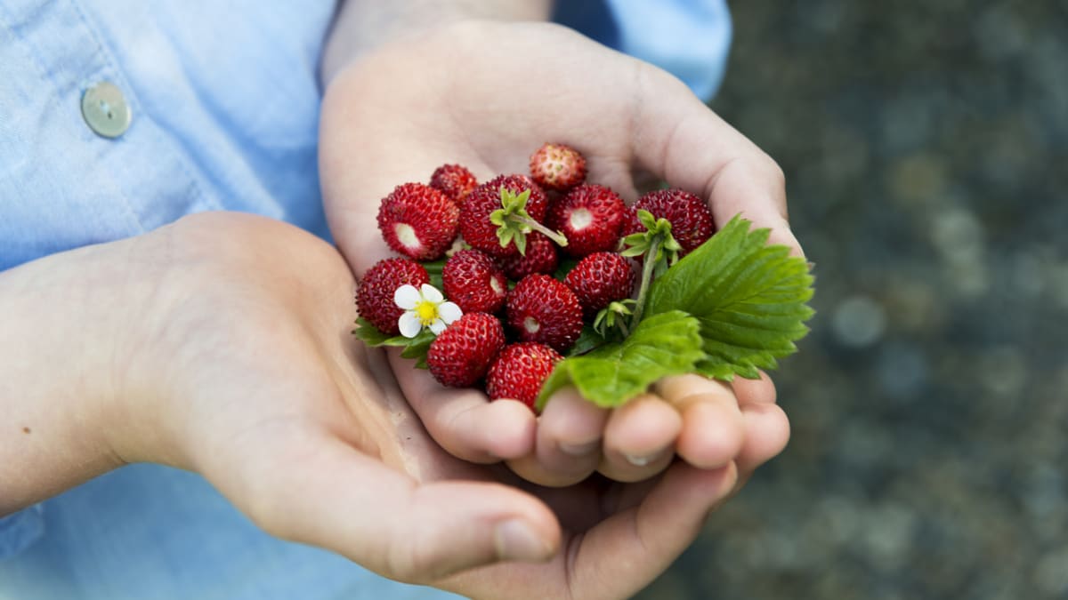 Měsíční jahody: Vypěstujte si drobné jahůdky báječné chuti na vlastním balkonu. Čas výsevu je tady! 2