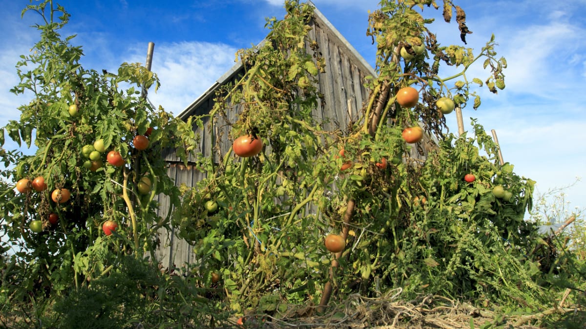 Rajčata - šedá plíseň: Při silném napadení je nutné odstranit celé rostliny. Napadené rostliny je nutné okamžitě zlikvidovat, nejlépe spálit Rozhodně nepatří na kompost