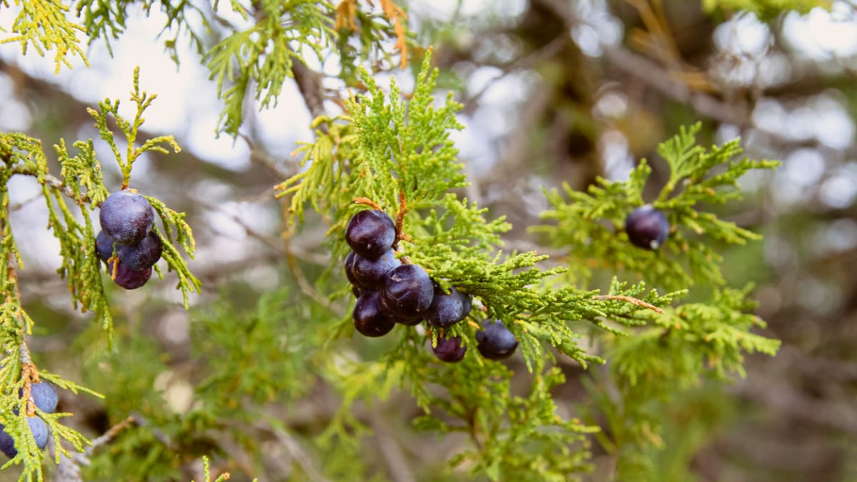 Jalovec chvojka (Juniperus sabina)