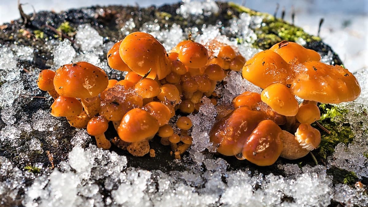Oranžová penízovka sametonohá neboli vánoční houba skvěle chutná a roste celu zimu