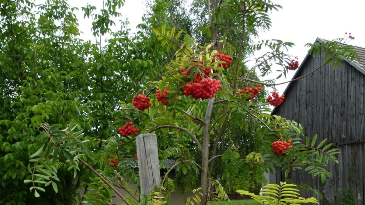 Jeřáb moravský sladkoplodý (Sorbus aucuparia var. moravica)