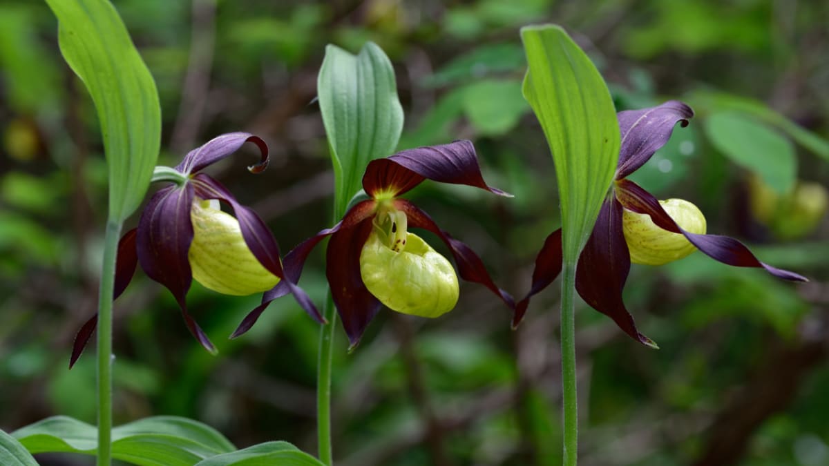 Zemní orchideje najdete i v naší přírodě 