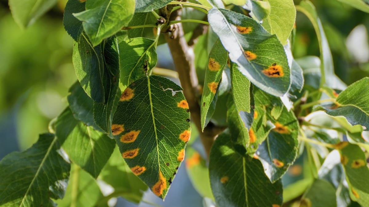 Když jsou listy hrušní pokryté oranžovočervenými, okrouhlými skvrnami, napadla stromy nemoc zvaná rez hrušňová neboli rzivost hrušně (Gymnosporangium sabinae)