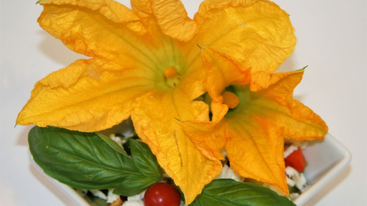 Čerstvé cuketové květy jsou vhodné k přímé konzumaci, využívají se jako atraktivní ozdoba letních salátů, obložených chlebíčků, sendvičů apod.