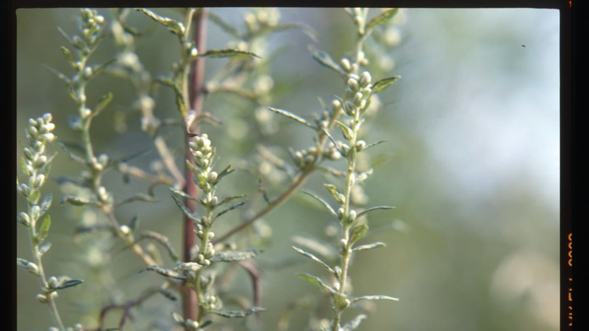 Pelyněk roční/Artemisia annua