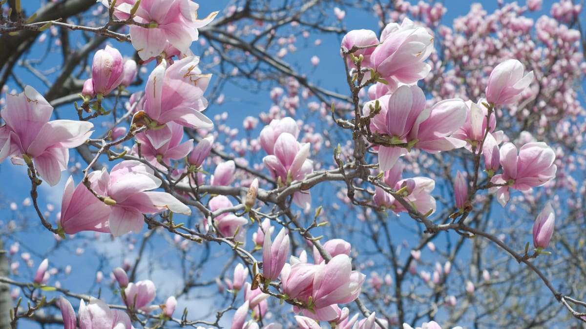 Krása magnolie - Obrázek 2