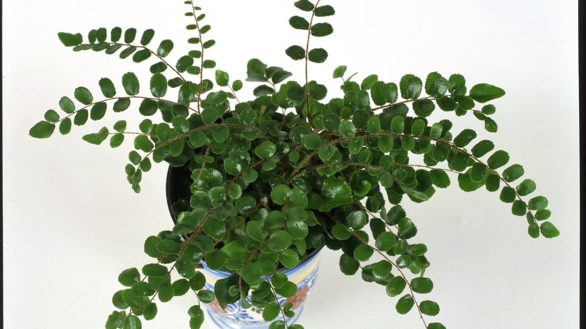 Pelea/Pellaea rotundifolia