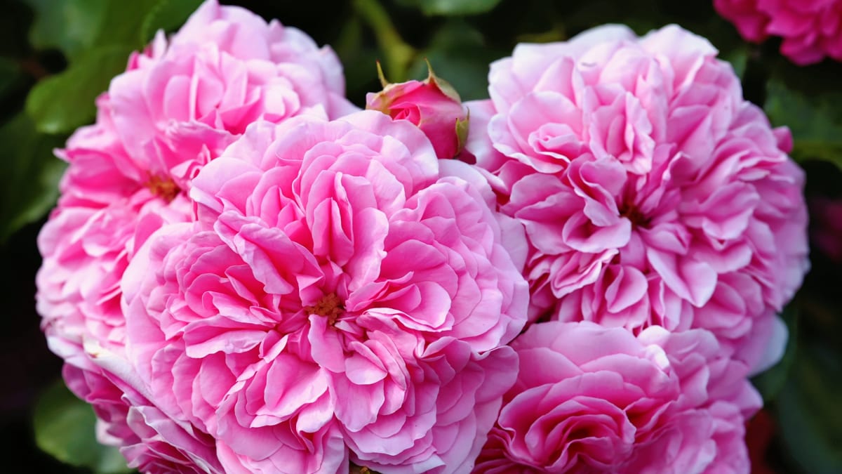 Intenzivně vonící růže stolistá (Rosa centifolia) obsahuje účinné látky, které omezují množení virů, a tak pomáhá při rýmě i chřipce a astmatu. Tonizuje organismus, minimalizuje riziko smutku, nervozity a deprese.