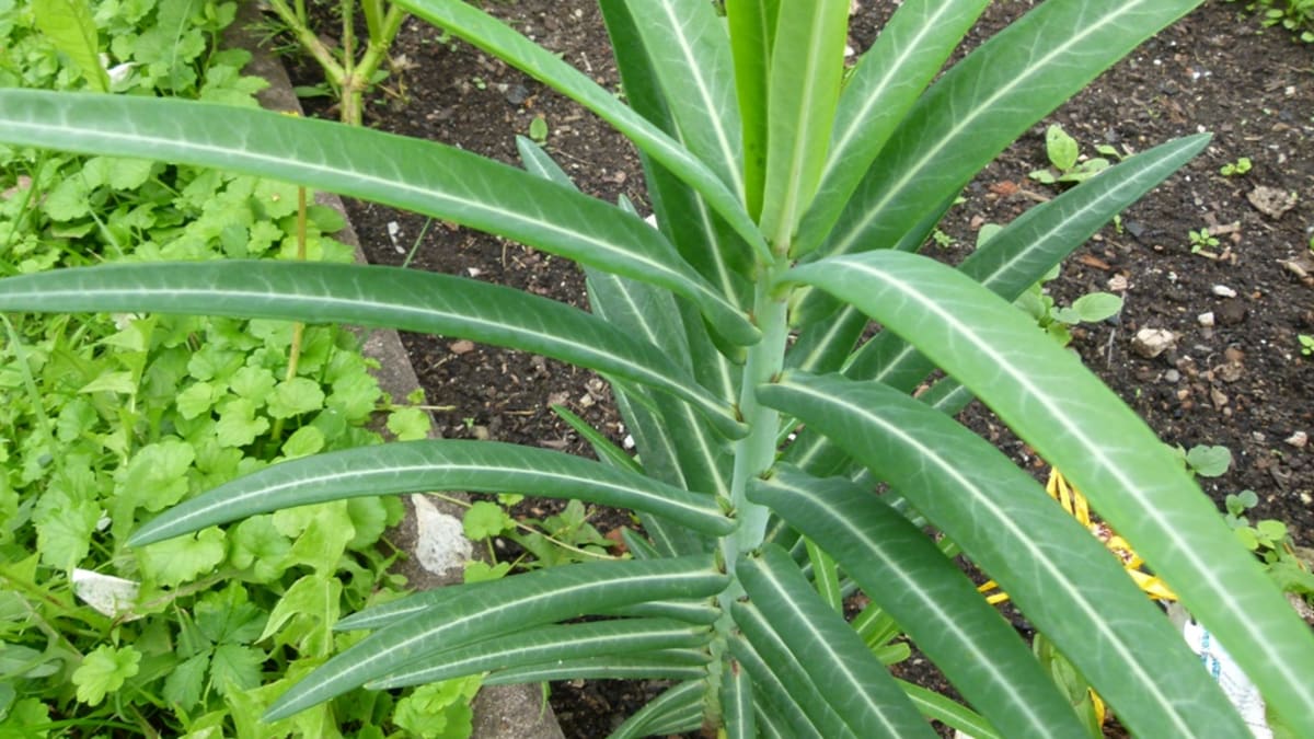 Pryšec skočcový (Euphorbia lathyris)
