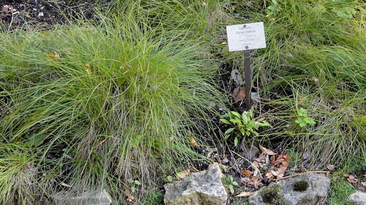 Okrasné traviny pro skalky - Obrázek 5 - Ostřice nízká (Carex humilis)