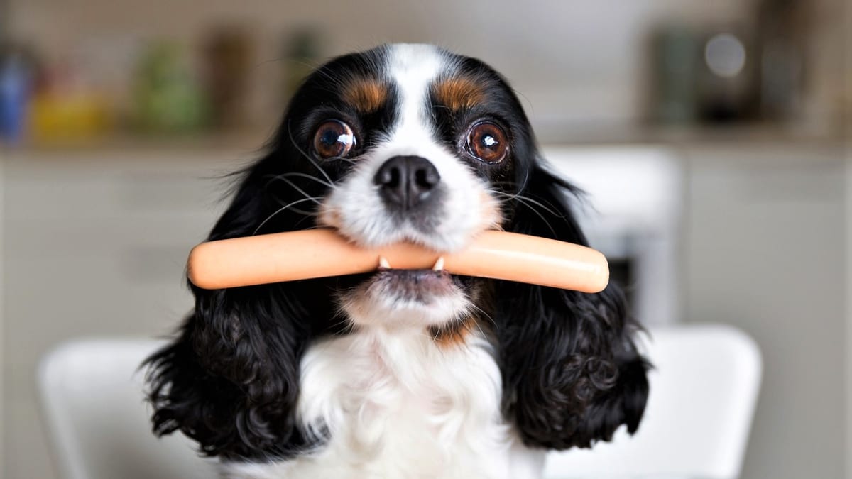 5 nejčastějších chyb při krmení psa. Neděláte je taky?