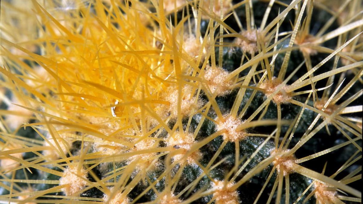 Echinokaktus/Echinocactus grusonii - detail