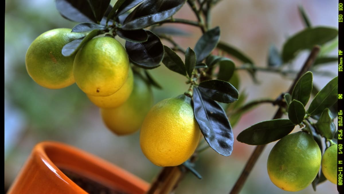 Citroník/Citrus limon limonella - detail