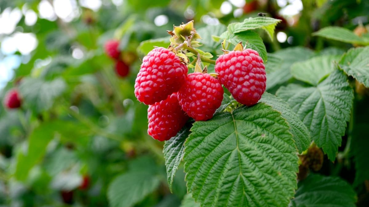 Maliny, plody ostružiníku maliníku či maliníku obecného (Rubus idaeus) jsou nejen chutné a lahodné, ale jsou i zdravé a mají léčivé účinky