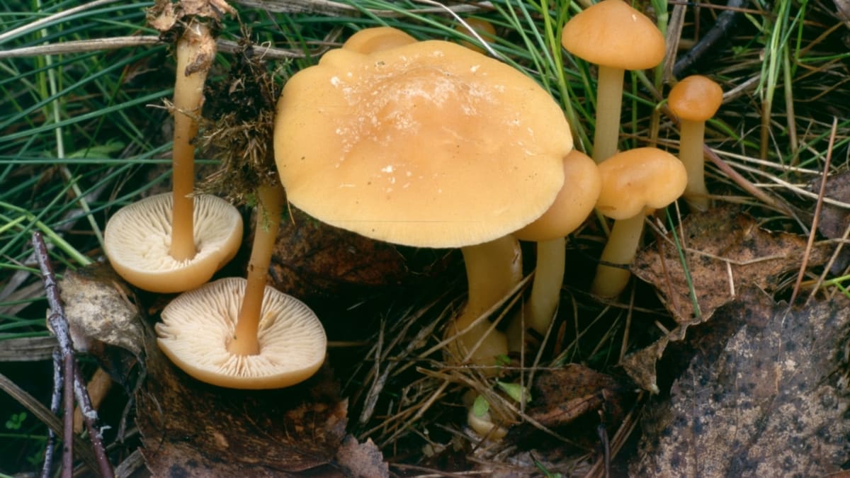 Podzimní houby - Obrázek 8 - Penízovka dubová (Gymnopus dryophilus)