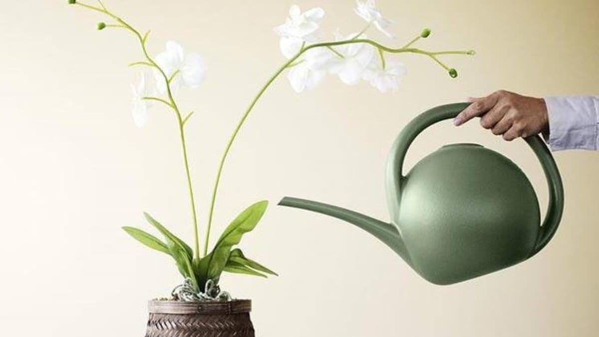 Péče o orchideje  - Obrázek 2