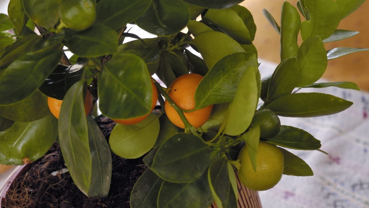 Pomerančovník/Citrus sinensis calamondin - detail
