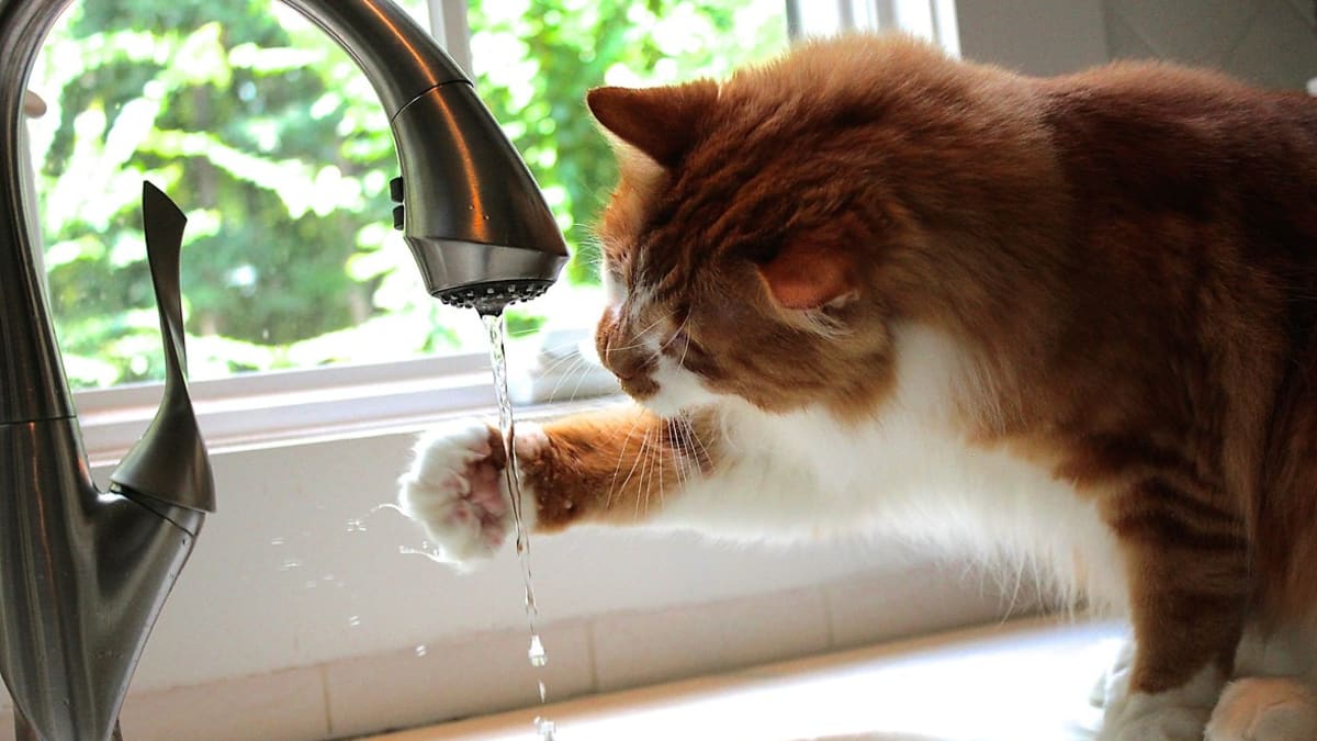 Dobré je, když má kočka doma několik zdrojů pitné vody
