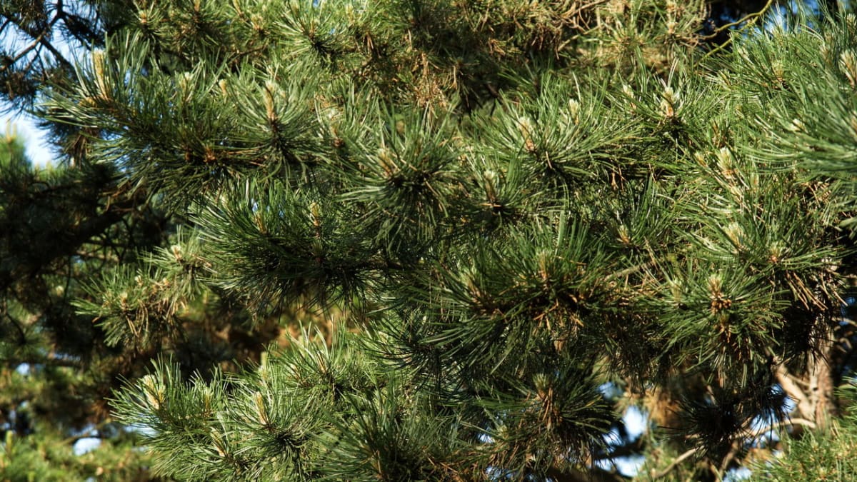 Borovice černá/Pinus nigra - detail