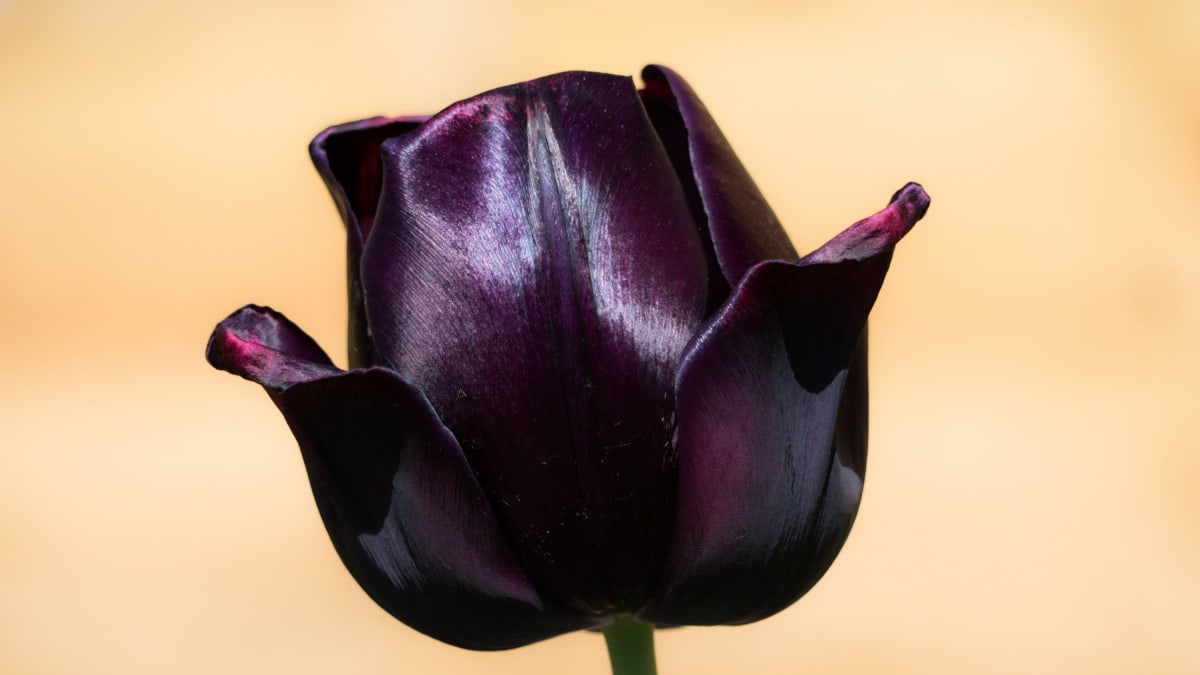černý tulipán