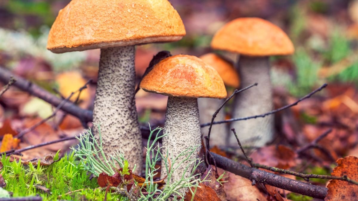 Paleo dieta: nasušené houby díky své vysoké nutriční hodnotě v zimním období kompenzovaly nedostatek masa