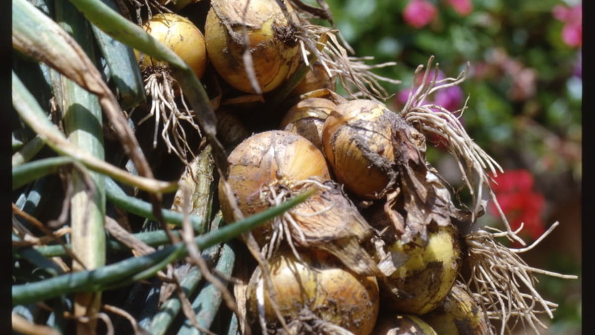 Cibule kuchyňská/Allium cepa