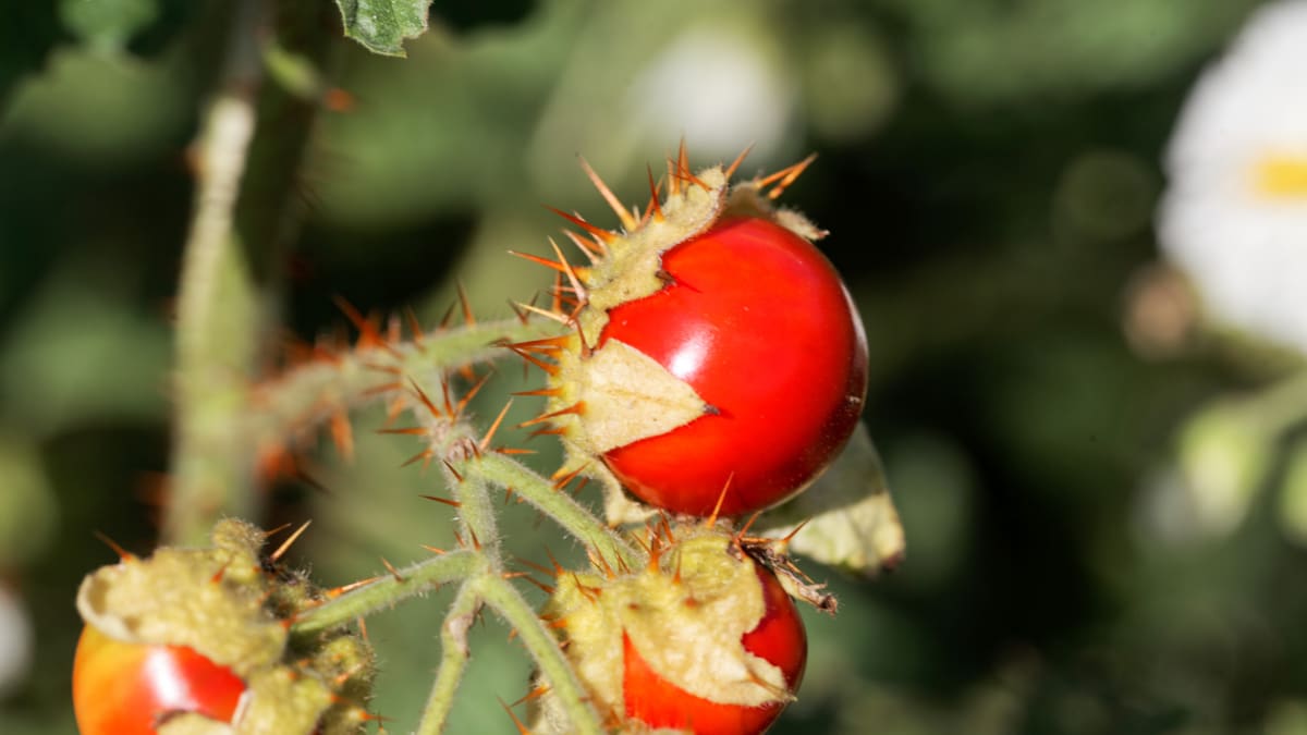 Lilek hulevníkolistý neboli rajče liči 3