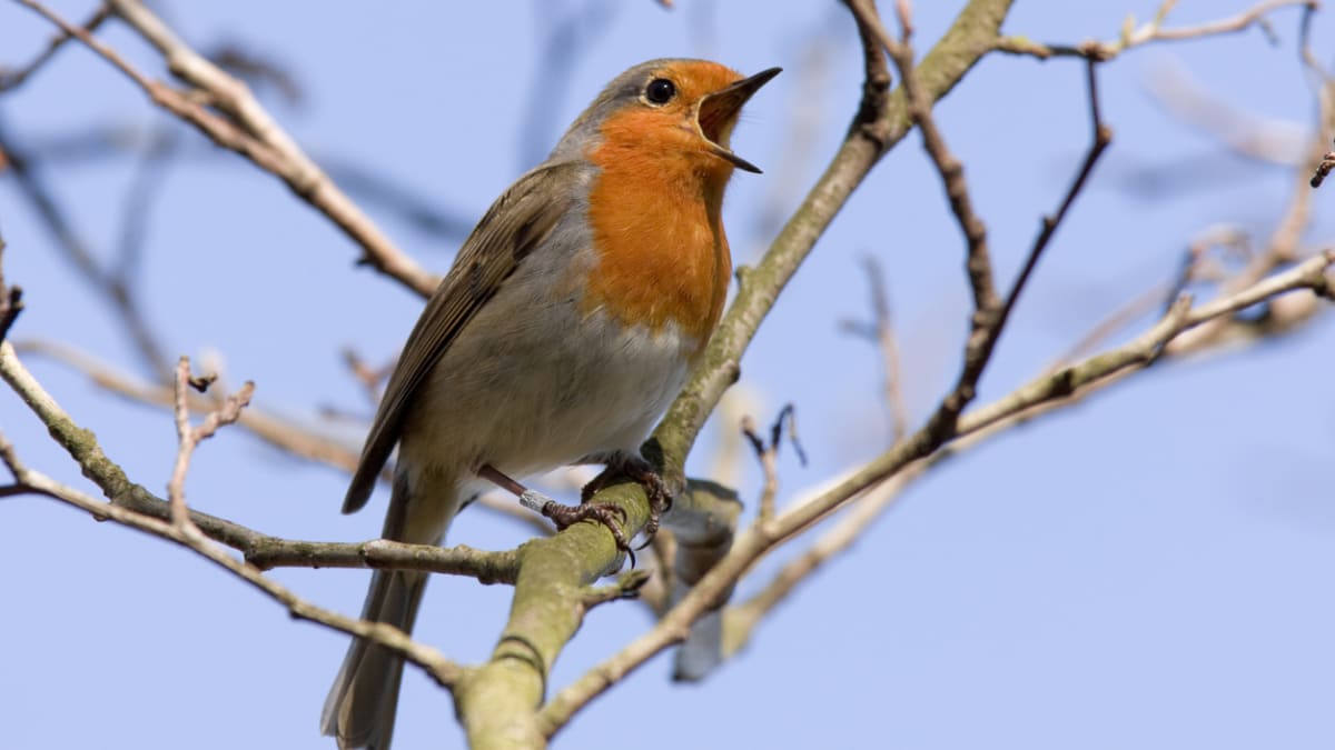 Celoroční dokrmování a pestré zahrady mohou pomoci s úbytkem ptactva 1