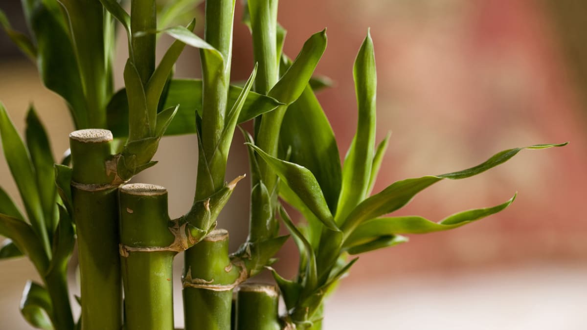 Rostliny s pozitivní energií - Obrázek 3 - Bambus