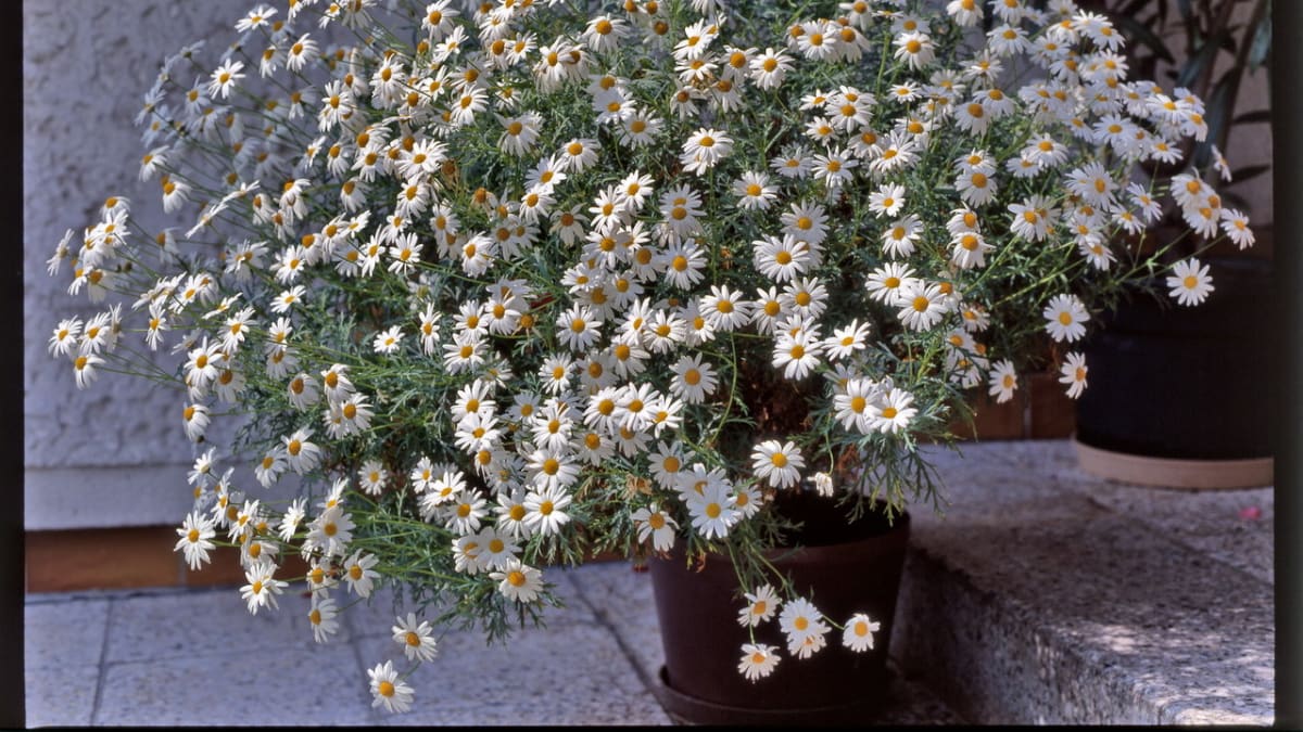 Kopretina/Argyranthemum frutescens