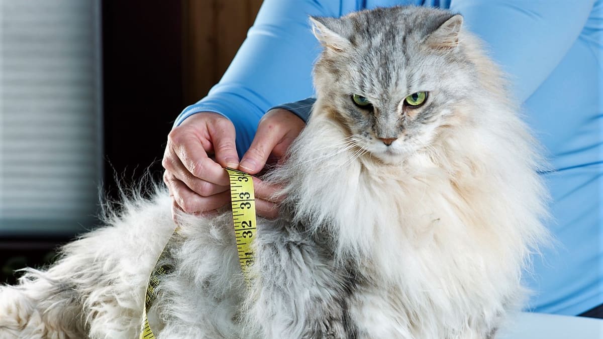 Určitým stupněm nadváhy u nás údajně trpí každá druhá domácí kočka.