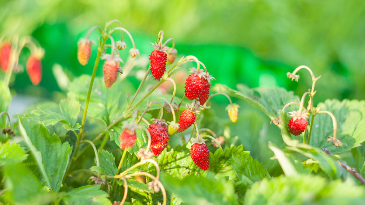 Měsíční jahody: Vypěstujte si drobné jahůdky báječné chuti na vlastním balkonu. Čas výsevu je tady! 4