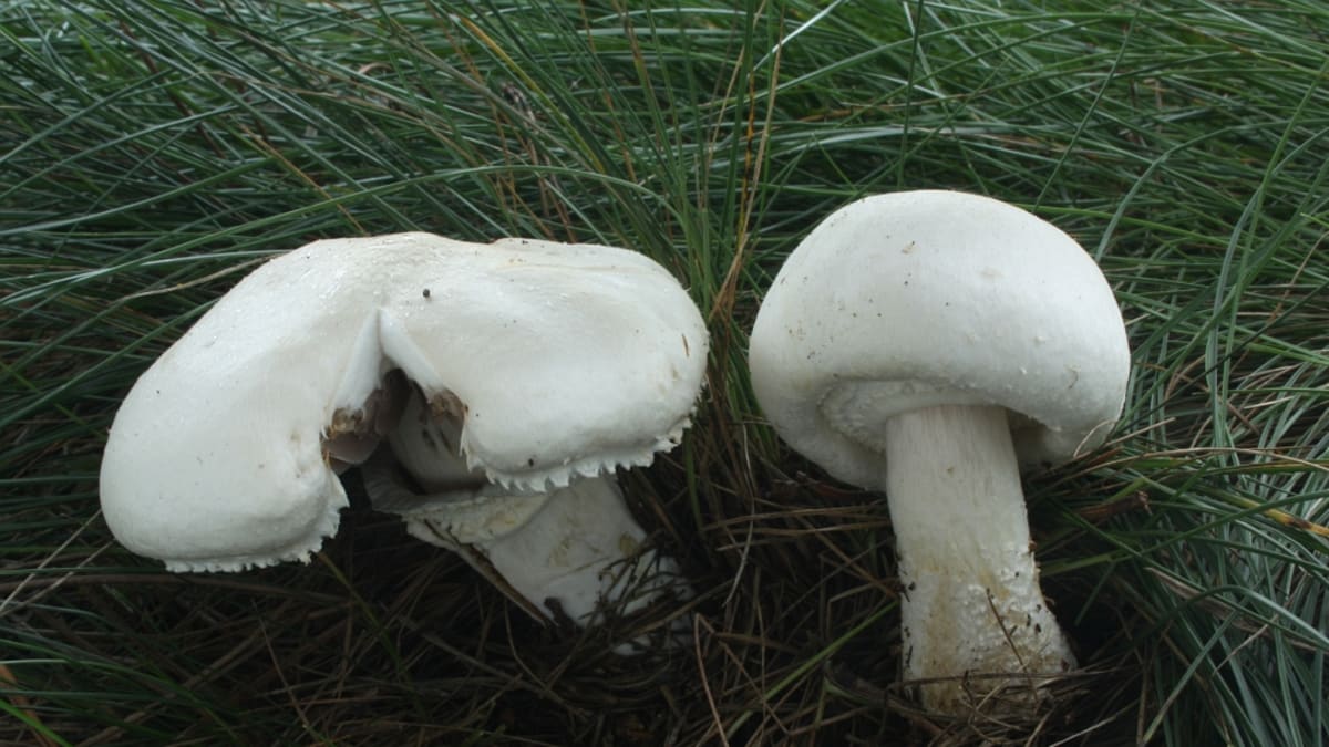 Podzimní houby - Obrázek 7 - Pečárka ovčí (Agaricus arvensis)
